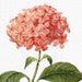 see more listings in the FLOWERS ∙ PINK section