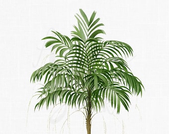 Palm-tree Digital Download, Botanical Illustration "Walking Stick Palm" PNG / JPG Images for Wall Art Decor, Invitations, Collages...