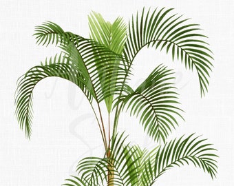 Botanical Illustration, Palm Tree Clipart, Printable Image "Palmiste Poison" PNG and JPG for Wall Decor, Printing, Crafts, Collages...