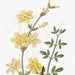 see more listings in the FLOWERS ∙ YELLOW section