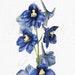 see more listings in the FLOWERS ∙ BLUE section