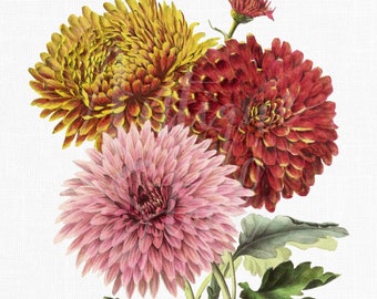 Botanical Illustration, Flower Bouquet Printable Art "Mums" Fall Image Download for Wedding Invitations, Collages...