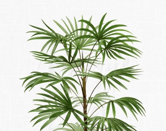 Palm Tree Clipart, Digital Download PNG + JPG Printable Images "Broadleaf Lady Palm" for Collages, Wall Art Prints, Decoupage...