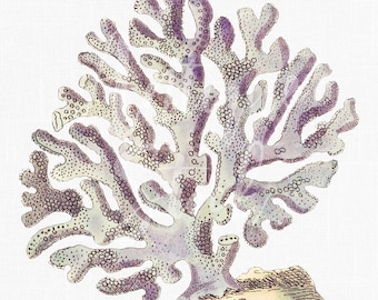 Sea Coral Clipart, Vintage Illustration Digital Download "Lace Coral"  Art for Prints, Crafts, Wall Art, Collages, Invitations...