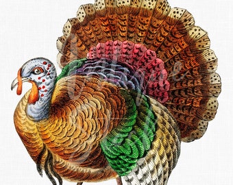 Clipart PNG z indykiem „Amerykański dziki indyk” Obrazy do pobrania w wersji cyfrowej do sublimacji, zaproszeń, kolaży, decoupage'u, rękodzieła...
