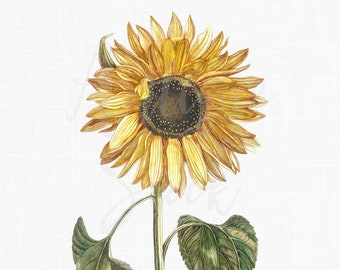 Peut inclure: Un tournesol unique avec des pétales jaunes et un centre brun foncé. Le tournesol est sur une longue tige verte avec deux grandes feuilles vertes.