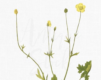 Printable Herb Art "Bulbous Buttercup" Plant Clipart for Tags, Invitations, Crafts, Wall Art, Collages, Sublimation...