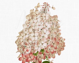Botanisk illustration av hortensia, 12x16 cm, "Limelight Hydrangea", utskrivbara PNG + JPG-bilder för hantverk, väggkonst, collage...