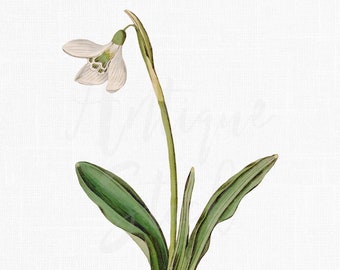 Print Digital Download, Printable Botanical Illustration "Snowdrop" PNG + JPG for Wall Decor, Printing, Crafts, Collages...