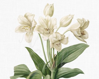 Flower Clipart "St. Christopher Lily" Digital Download Botanical Illustration Art Image for Invitations, Crafts, Collages, Wall Art...