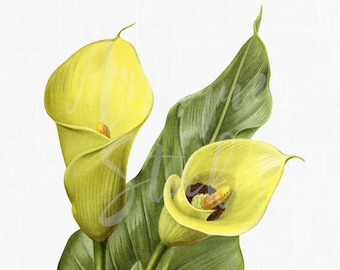 Flower Clip Art "Yellow Calla Lily" Commercial Use Botanical Illustration Art Image for Invitations, Crafts, Collages, Wall Art...