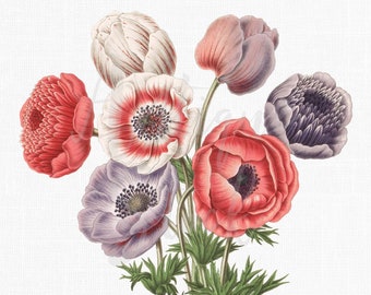 Flower Clip Art "Anemone Coronaria" Digital Download Botanical Illustration Art Image for Invitations, Crafts, Collages, Wall Art...