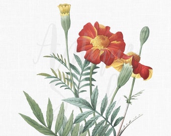 Printable Flower Clipart "Marigold" Botanical Print for Tags, Invitations, Crafts, Wall Art, Collages, Sublimation...