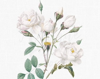 40+ Transparent Background White Rose Png Pics