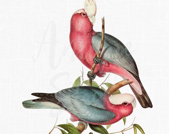 12x16 fågelpartryck "Galah kakaduor" utskrivbara clipartbilder för hantverk, väggkonsttryck, collage...