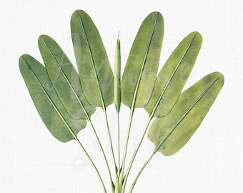 Palm Art Download "Traveller's Palm" Botanical Print Digital File for Invitations, Scrapbook, Prints, Collages, Crafts...