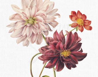 Botanical Illustration "Dahlias" Flower Clipart, Digital Download Image for Scrapbook, Paper Craft, Wedding Invitations...