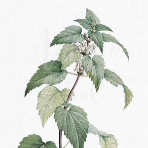 ハーブの装飾、植物のクリップアート「白いオドリコソウ」植物イラストのデジタルダウンロード、壁アートプリント、招待状、コラージュ、工芸品などに...
