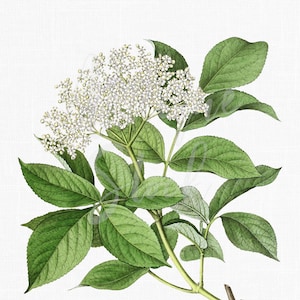 Botanische Illustration PNG + JPG Bild "Schwarzer Holunder" Digitaler Download für Wandkunst, Dekoration, Decoupage, Gästebuch ...