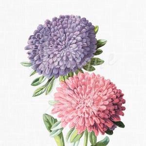 Image de fleur d'aster de Chine, illustration botanique vintage PNG/JPG pour cartes de voeux, invitations, découpage, travaux manuels en papier, conception graphique...