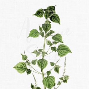 May include: A botanical illustration of a green plant with small, serrated leaves and delicate white flowers. The plant is depicted against a white background.