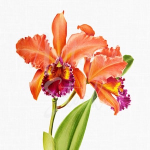 Ilustração botânica &quot;Laelio-cattleya Firmini&quot; Imagem de clipart de flor de fundo transparente para convites, decoração de parede, colagens...