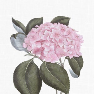 Clipart de flores &quot;Hortensia de hoja grande rosa&quot; Ilustración botánica Imagen de Hortensia imprimible para invitaciones, collages, decoupage...