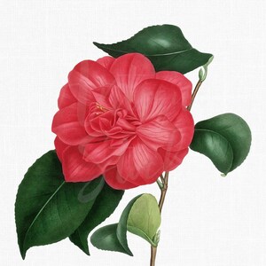 PNG Flower Clipart "Camellia Lansezeuriana" Digital Download Botanical Illustration for Sublimation, Crafts, Invitations, Collages...