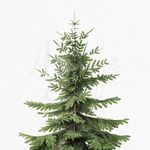 Christmas Tree PNG & JPG &quot;Caucasian Fir&quot; Printable Botanical Illustration for Crafts, Sublimation, Decoupage, Invitations...
