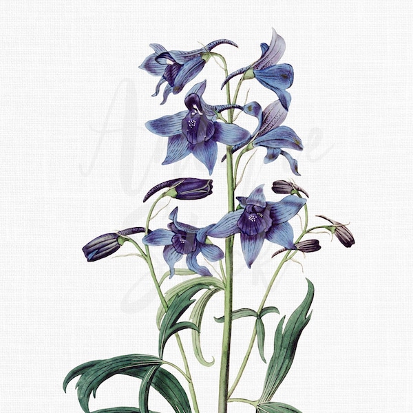Blue Flower Clipart "Garland Larkspur" Botanical Illustration Digital Download PNG and JPG for Scrapbook, Wall Art Prints, Collages....