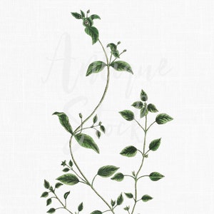 Vintage kruid illustratie "Chickweed" afdrukbare botanische muurkunst PNG voor uitnodigingen, kaarten maken, decoupage, ambachten...