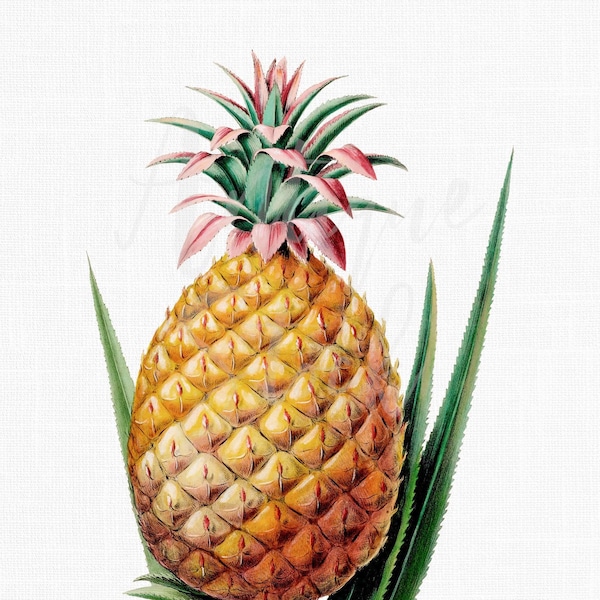 Clipart "Red Pineapple" Vintage Digital Download Image for Craft Projects, Wall Art, Collages, Transfers, Scrapbooking, Invites...