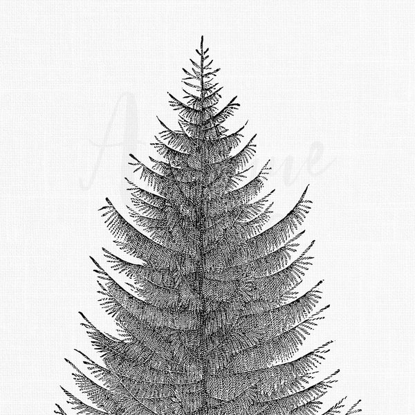 Tree Digital Download "European Larch" PNG & JPG Clipart for Sublimation, Card Making, Scrapbooking, Prints, Collages, DIY Projects...
