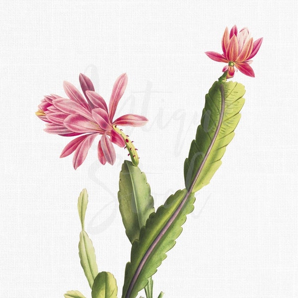 Cactus PNG Clipart "Pink Cactus Flower" Digital Download Botanical Illustration Art Image for Invitations, Crafts, Collages, Wall Art...