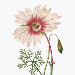 Peony Flower &quot;Pink Monsonia&quot; Botanical Illustration Art Instant Download Image for Invitations, Scrapbook, Prints, Collages, Crafts...