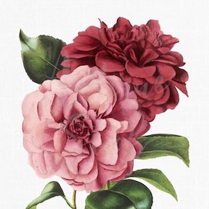 Vintage stockfoto's "Camellias" bloem clip art PNG & JPG-bestanden voor sublimatie ontwerpen, collages, kunst aan de muur...