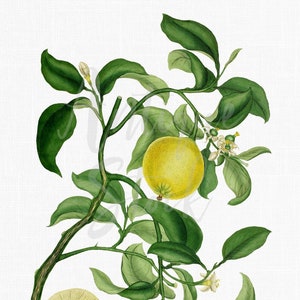 Antique Stock Images « Bergamote » Illustration en téléchargement numérique pour sublimation, artisanat, découpage, invitations, collages...