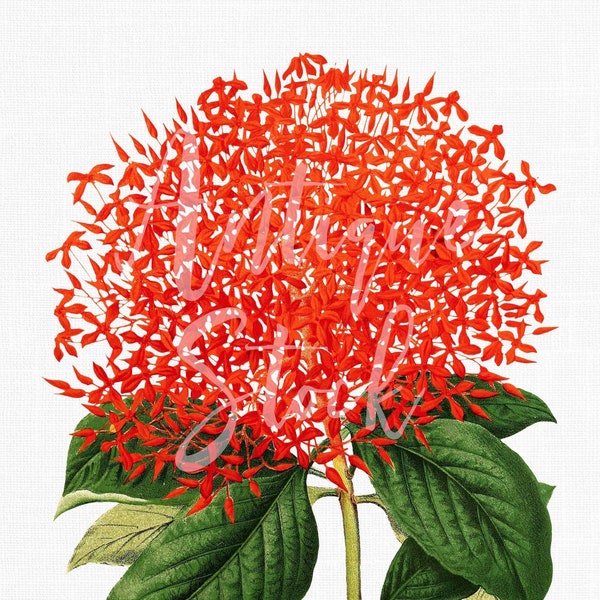 Botanical Illustration PNG + JPG Image "Red Ixora" Digital Download for Wall Art, Decoration, Decoupage, Scrapbook...