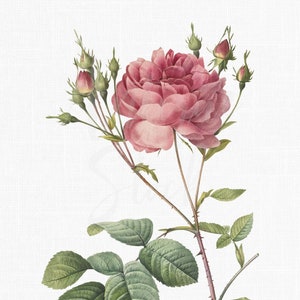 Rosa Blumen Clipart ""Rosenbusch von Cumberland"" PNG + JPG Botanische Illustrationen für Hochzeit Einladungen, Collagen, Wandkunst..."