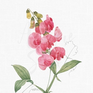 Roze bloem clipart "Everlasting Pea" PNG en JPG botanische illustraties voor uitnodigingen, collages, kunst aan de muur...