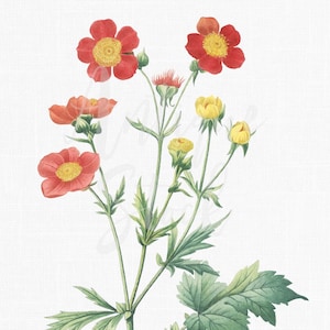 16x20 Blume druckbare "Avens" transparente PNG- und JPG-Dateien für Drucke, Decoupage, Tapetendesign ...