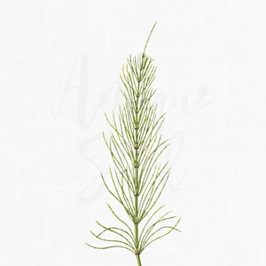 Branch Clip Art « Prêle » Illustration botanique Téléchargement numérique pour les impressions d’art mural, les invitations de mariage, les collages, l’artisanat...