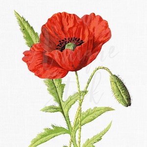 Clipart fleur rouge « coquelicot commun » illustration botanique vintage téléchargement numérique pour décalcomanies, collages, impressions d'art mural, scrapbooking...