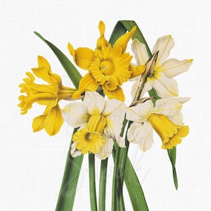 Digitalt tryck av vintage påskliljablomma i PNG-format | Clipart med antik gul blomma | Ladda ner vårblommig väggkonst i JPG-format