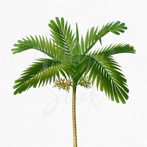 Illustration botanique, Palm Tree Clipart, Image imprimable « Areca Palm » PNG & JPG Graphiques pour la décoration murale, l’impression, l’artisanat, les collages...