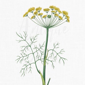 Illustration botanique imprimable, impression vintage d’herbes culinaires « Aneth » Fichiers PNG et JPG pour collages, impressions d’art mural, conception graphique...
