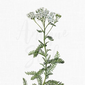 Impression d'herbes en téléchargement numérique, illustration botanique imprimable « achillée millefeuille » PNG + JPG pour décoration murale, impression, travaux manuels, collages...