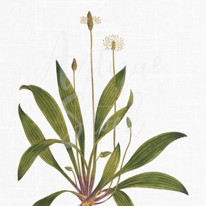 Herb Print Digital Download, Illustration botanique imprimable « Ribwort Plantain » PNG + JPG pour la décoration murale, l’impression, l’artisanat, les collages...