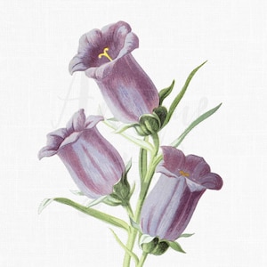 Impression botanique ancienne, illustration de fleurs de cloches de Cantorbéry, fond transparent et blanc, art floral pour l'artisanat et le design