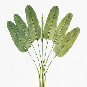 Pode incluir: Uma ilustração botânica vintage de uma planta tropical verde com múltiplas folhas que irradiam de um caule central. As folhas são longas e estreitas, com uma ponta pontiaguda e uma forma ligeiramente curva. A planta é representada sobre um fundo branco.